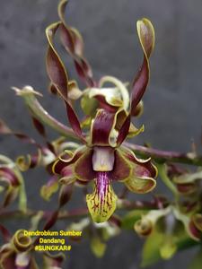 <i>Dendrobium</i> Sumber Dandang