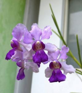 Vanchoanthe Michelle Lim