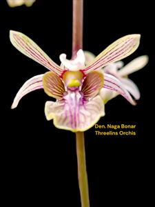 <i>Dendrobium</i> Naga Bonar