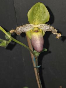 <i>Paphiopedilum</i> Nike's Sunny Delight