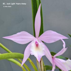 <i>Brassocattleya</i> Just Light-Years Away
