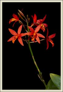 Cattlianthe Rojo