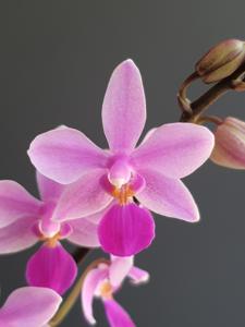 <i>Phalaenopsis</i> Equiwilson