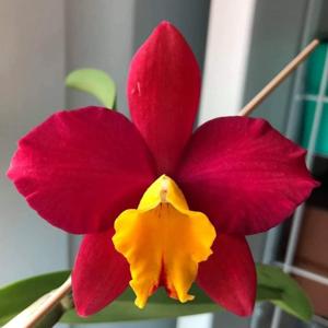 Cattleya Candy Sparks