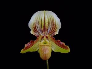 <i>Paphiopedilum</i> Petite Gem
