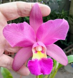 <i>Rhyncholaeliocattleya</i> Marta Battistessa