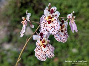 Tolumnia Jairak Firm