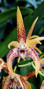Dendrobium Avril's Gold