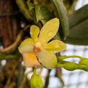 <i>Phalaenopsis</i> Corbomite