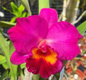 <i>Cattleya</i> Durban Spirit