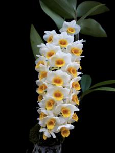 Dendrobium Cream Cascade