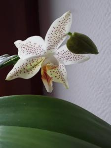 <i>Phalaenopsis</i> Nancy Zago