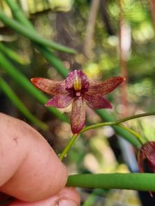<i>Dendrobium</i> Australian Yum Yum