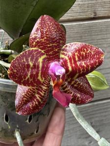 <i>Phalaenopsis</i> Miro Gold Mosla