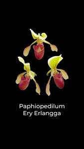 <i>Paphiopedilum</i> Ery Erlangga