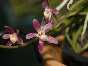 <i>Plectochilus</i> Orkology Trimaran