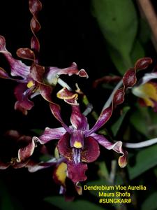 <i>Dendrobium</i> Vloe Aurellia Maura Shofa