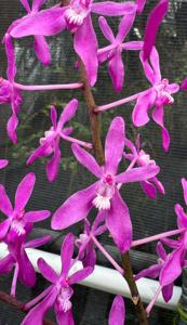 <i>Renfadenia</i> Jiali Little Beauty