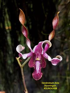 <i>Dendrobium</i> Anis Styoningsih