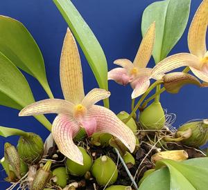 <i>Bulbophyllum</i> Jan Ragan