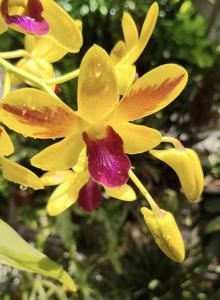<i>Dendrobium</i> Give My God