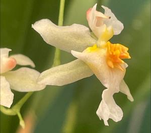 <i>Oncidium</i> Tsiku Marguerite