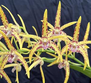<i>Dendrobium</i> King's Era