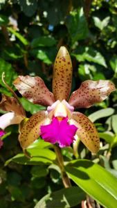 <i>Cattleya</i> Tian Mu Sesame