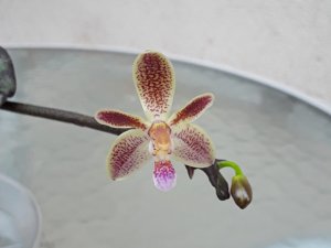 <i>Phalaenopsis</i> Geneviève Lecoufle
