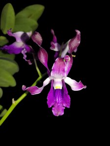 <i>Dendrobium</i> Butet Kartaredjasa