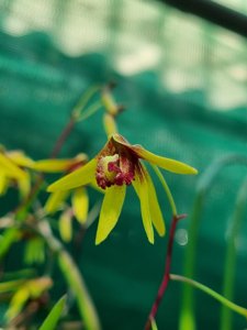 Dendrobium Tweetas