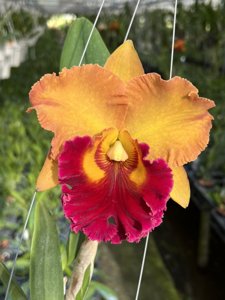 Rhyncholaeliocattleya Siam Dragon