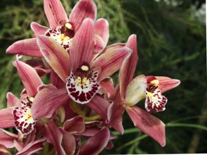 <i>Cymbidium</i> Pinafore