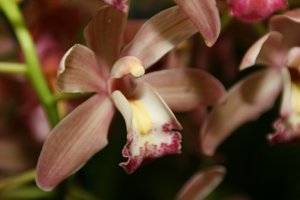 <i>Cymbidium</i> Aviemore