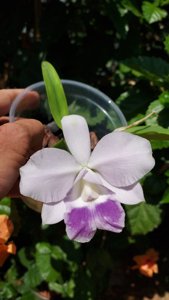 Cattleya Mini Purple