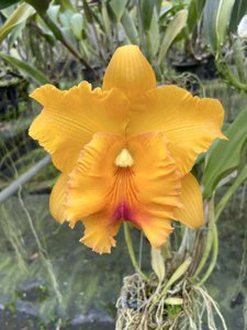 <i>Rhyncholaeliocattleya</i> Angkinantana-Chomthong Delight