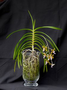 Vanda Kultana Oriental Aroma