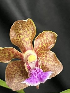 <i>Vanda</i> Henry Oakeley