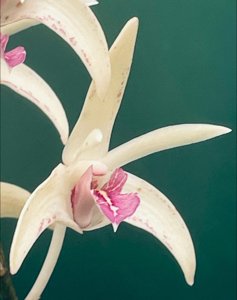 <i>Dendrobium</i> Lisa Turner