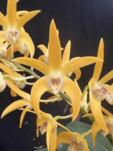 <i>Dendrobium</i> Saigon Chivas