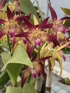 <i>Dendrobium</i> Star of Gold-Val Peck
