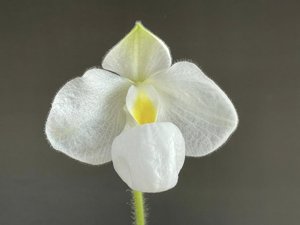 Paphiopedilum Magic Lantern