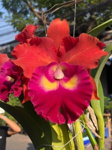 Rhyncholaeliocattleya Siam City