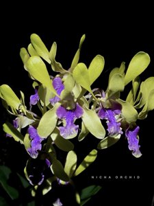<i>Dendrobium</i> Nicha Horus
