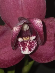 Lycaste Sunray