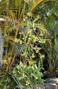 Dendrobium Tamara