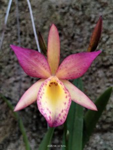 <i>Claudehamiltonara</i> Layung Lohita