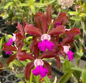 <i>Cattleya</i> Izzy Mahler