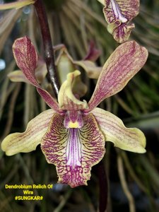 <i>Dendrobium</i> Relicts of Wira