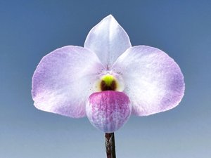 Paphiopedilum Ho Chi Minh